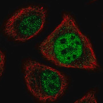 Anti-ETV7 antibody produced in rabbit Prestige Antibodies&#174; Powered by Atlas Antibodies, affinity isolated antibody