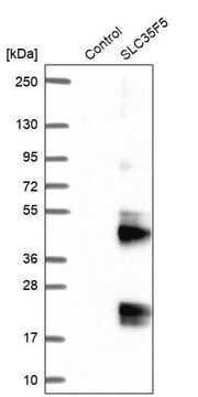 Anti-SLC35F5 antibody produced in rabbit Prestige Antibodies&#174; Powered by Atlas Antibodies, affinity isolated antibody, buffered aqueous glycerol solution