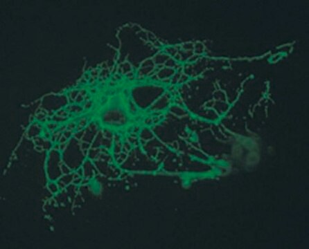 Anti-Oligodendrocytes Antibody, clone CE-1 ascites fluid, clone CE-1, Chemicon&#174;