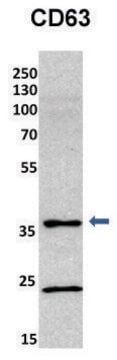 Anti-CD63 (C-terminal) antibody produced in rabbit affinity isolated antibody