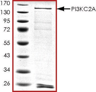 PIK3C2A, active, GST tagged human PRECISIO&#174;, recombinant, expressed in baculovirus infected Sf9 cells, &#8805;70% (SDS-PAGE), buffered aqueous glycerol solution