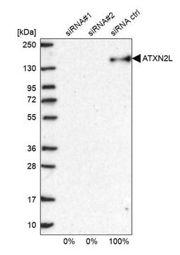 Anti-ATXN2L antibody produced in rabbit Prestige Antibodies&#174; Powered by Atlas Antibodies, affinity isolated antibody, buffered aqueous glycerol solution