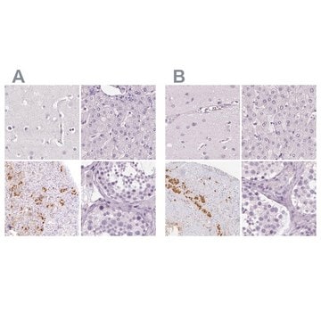 Anti-POMC antibody produced in rabbit Prestige Antibodies&#174; Powered by Atlas Antibodies, affinity isolated antibody