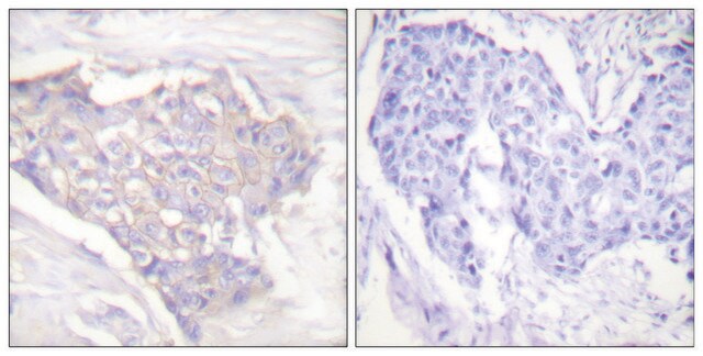 Anti-BIM antibody produced in rabbit affinity isolated antibody