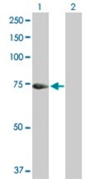 Anti-HAL antibody produced in mouse purified immunoglobulin, buffered aqueous solution