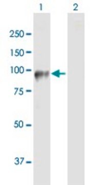 Anti-DDHD2 antibody produced in mouse purified immunoglobulin, buffered aqueous solution