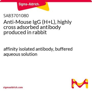 Anti-Mouse IgG (H+L), highly cross adsorbed antibody produced in rabbit affinity isolated antibody, buffered aqueous solution