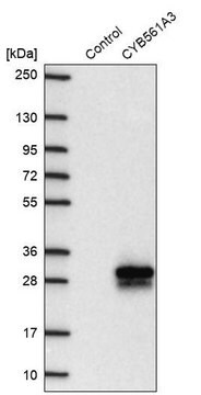 Anti-CYB561A3 antibody produced in rabbit Prestige Antibodies&#174; Powered by Atlas Antibodies, affinity isolated antibody, buffered aqueous glycerol solution