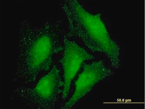 Monoclonal Anti-LMO3, (C-terminal) antibody produced in mouse clone 1A8, purified immunoglobulin, buffered aqueous solution