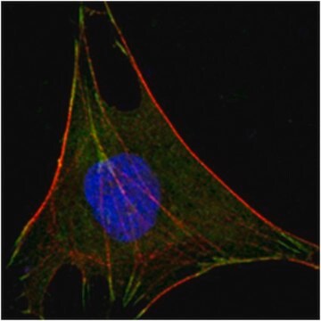 Anti-GPI Antibody, clone 1B7D7 ascites fluid, clone 1B7D7, from mouse