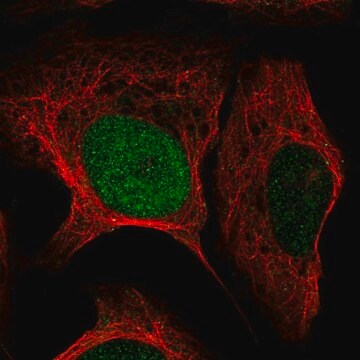 Anti-HMX3 antibody produced in rabbit Prestige Antibodies&#174; Powered by Atlas Antibodies, affinity isolated antibody