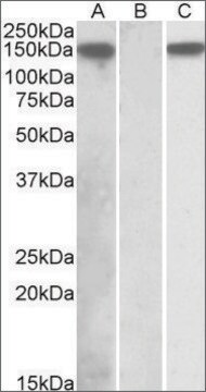 Anti-NLRP2 (C-terminal) antibody produced in goat affinity isolated antibody, buffered aqueous solution