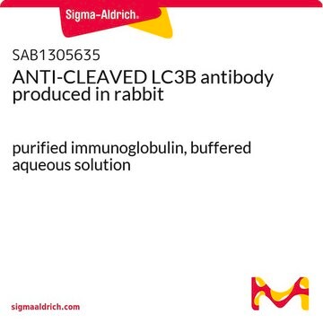 ANTI-CLEAVED LC3B antibody produced in rabbit purified immunoglobulin, buffered aqueous solution