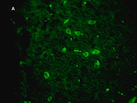 Anti-Green Fluorescent Protein Antibody, clone 4I10, ZooMAb&#174; Rabbit Monoclonal recombinant, expressed in HEK 293 cells