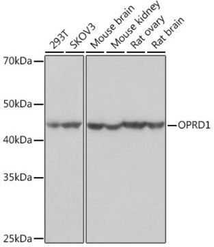 Anti-OPRD1 Antibody, clone 1R4W8, Rabbit Monoclonal