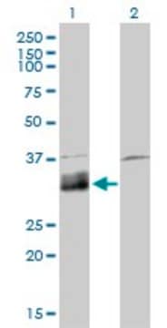 Monoclonal Anti-DNASE1L1 antibody produced in mouse clone 4E8, purified immunoglobulin, buffered aqueous solution