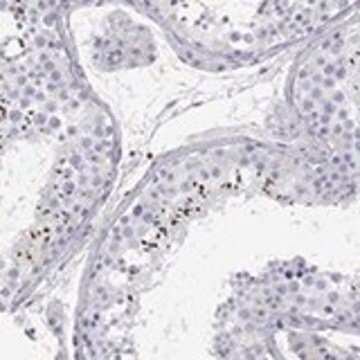 Anti-C10ORF90 antibody produced in rabbit Prestige Antibodies&#174; Powered by Atlas Antibodies, affinity isolated antibody, buffered aqueous glycerol solution