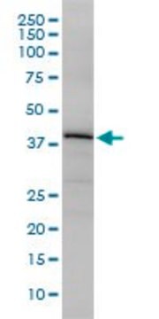 Monoclonal Anti-OBFC1 antibody produced in mouse clone 3G12-1B7, purified immunoglobulin, buffered aqueous solution