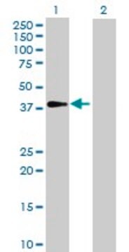 Anti-GALM antibody produced in mouse purified immunoglobulin, buffered aqueous solution