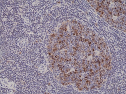 Anti-Aurora-B antibody, Rabbit monoclonal recombinant, expressed in HEK 293 cells, clone RM278, purified immunoglobulin