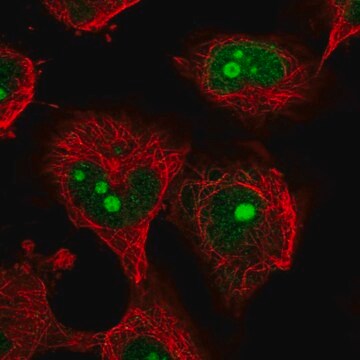 Anti-NOC4L antibody produced in rabbit Prestige Antibodies&#174; Powered by Atlas Antibodies, affinity isolated antibody