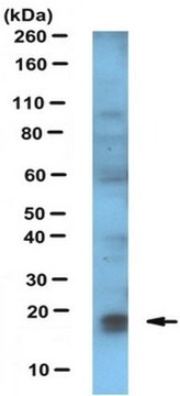 Anti-FAT10 Antibody, clone 4F1 clone 4F1, from mouse