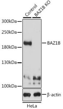 Anti-BAZ1B antibody produced in rabbit