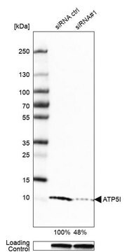 Anti-ATP5I antibody produced in rabbit Prestige Antibodies&#174; Powered by Atlas Antibodies, affinity isolated antibody, buffered aqueous glycerol solution