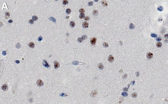 Anti-RBM39 Antibody, clone 1H21 ZooMAb&#174; Rabbit Monoclonal recombinant, expressed in HEK 293 cells