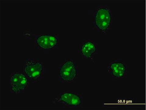 Monoclonal Anti-FBL antibody produced in mouse clone 4G9-E4, purified immunoglobulin, buffered aqueous solution