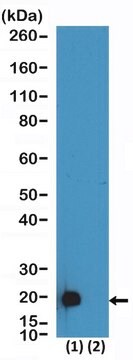 Anti-DDDDK-Tag Rabbit Monoclonal Antibody clone RM399, affinity purified immunoglobulin