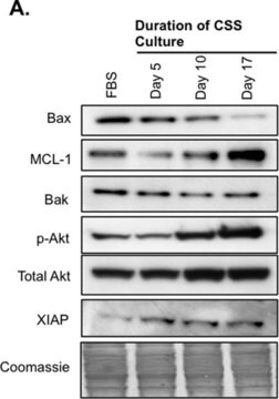 Anti-Bak Antibody, NT Upstate&#174;, from rabbit