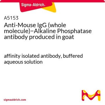 Anti-Mouse IgG (whole molecule)&#8722;Alkaline Phosphatase antibody produced in goat affinity isolated antibody, buffered aqueous solution