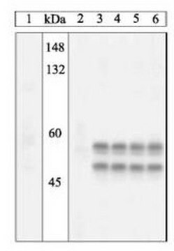 PhosphoDetect Anti-JNK1/2 (pThr&#185;&#8312;&#179;/Tyr&#185;&#8312;&#8309;) Rabbit pAb liquid, Calbiochem&#174;