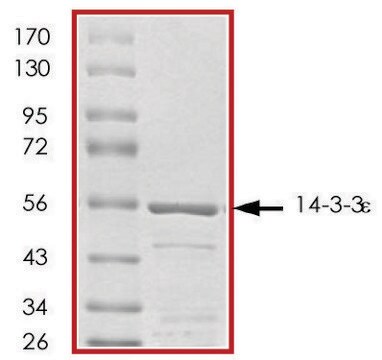 14-3-3 &#949;, GST tagged human recombinant, expressed in E. coli, &#8805;70% (SDS-PAGE), buffered aqueous glycerol solution