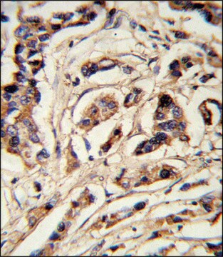 ANTI-TSHB (CENTER) antibody produced in rabbit IgG fraction of antiserum, buffered aqueous solution