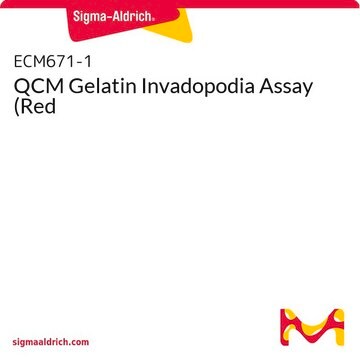 QCM Gelatin Invadopodia Assay (Red