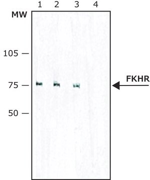 Monoclonal Anti-FKHR (FOXO1a) antibody produced in mouse clone FKH 117, purified immunoglobulin, buffered aqueous solution