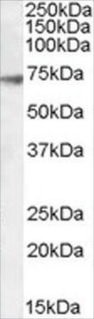 Anti-GABRA4 antibody produced in goat affinity isolated antibody, buffered aqueous solution