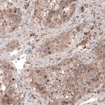 Monoclonal Anti-USP30 antibody produced in mouse Prestige Antibodies&#174; Powered by Atlas Antibodies, clone CL4438, purified immunoglobulin