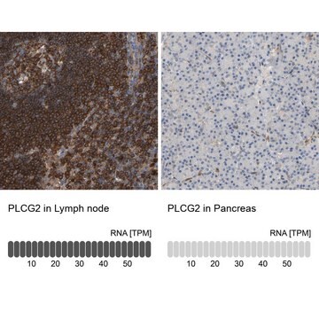 Anti-PLCG2 antibody produced in rabbit Prestige Antibodies&#174; Powered by Atlas Antibodies, affinity isolated antibody, buffered aqueous glycerol solution, Ab2