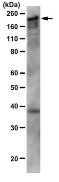 Anti-CUX1 Antibody, a.a. 861 from rabbit, purified by affinity chromatography