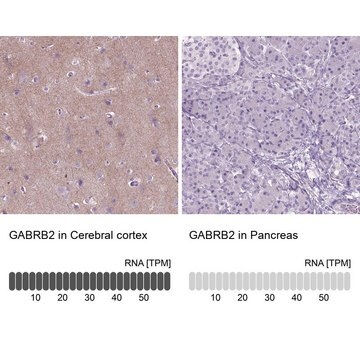 Anti-GABRB2 antibody produced in rabbit Prestige Antibodies&#174; Powered by Atlas Antibodies, affinity isolated antibody, buffered aqueous glycerol solution