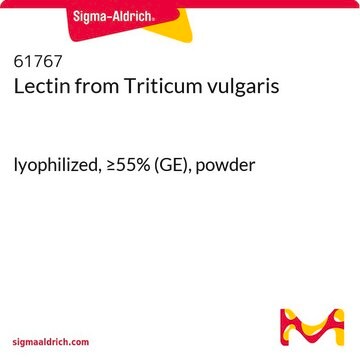 Lectin from Triticum vulgaris lyophilized, &#8805;55% (GE), powder