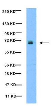 Anti-phospho-Paxillin (Tyr31) Antibody, clone M102 clone M102, from mouse