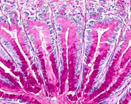 ISOSLIDE&#8482; PAS Control Slides with reference tissue for the detection of polysaccharides in histological tissue