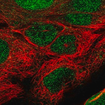 Anti-TET1 antibody produced in rabbit Prestige Antibodies&#174; Powered by Atlas Antibodies, affinity isolated antibody