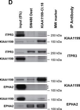 Anti-Eck/EphA2 Antibody, clone D7 clone D7, Upstate&#174;, from mouse