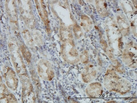 Monoclonal Anti-AKT1 antibody produced in mouse clone 2E11, purified immunoglobulin, buffered aqueous solution