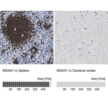 Anti-MS4A1 antibody produced in rabbit Prestige Antibodies&#174; Powered by Atlas Antibodies, affinity isolated antibody, buffered aqueous glycerol solution